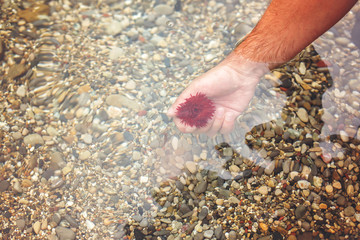 Man hand, holding sea tomato under the water