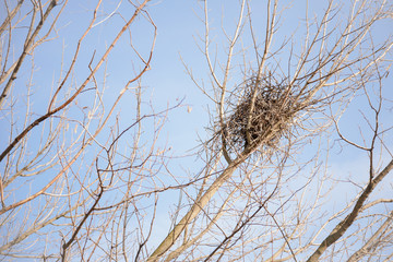 A crow nest in a winter tree against blue and clear sky