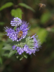 Wildblumen mit Biene