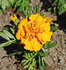 Close up Yellow Tagetes with green leaves