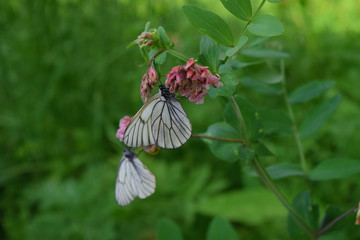 Butterfly on a flower