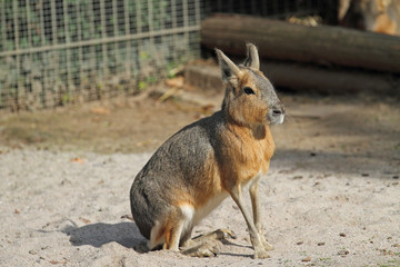 Mara