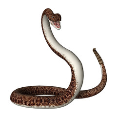 3D Rendering Rattlesnake on White