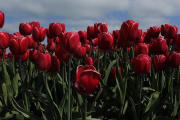 flowers, tulips, anemoon, tulpen, natuur, rood, roze © Kerstin