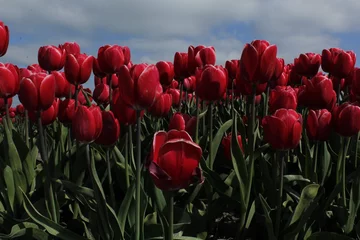 Stoff pro Meter flowers, tulips, anemoon, tulpen, natuur, rood, roze © Kerstin