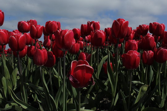 flowers, tulips, anemoon, tulpen, natuur, rood, roze