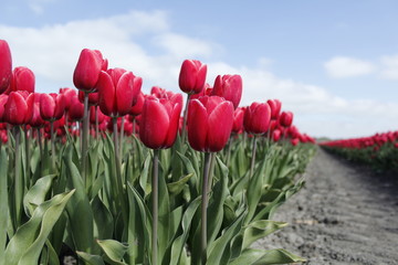 flowers, tulips, anemoon, tulpen, natuur, rood, roze © Kerstin
