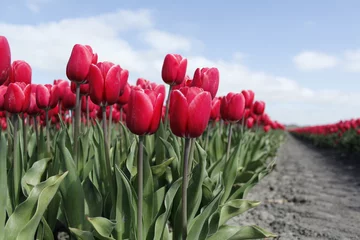Türaufkleber flowers, tulips, anemoon, tulpen, natuur, rood, roze © Kerstin