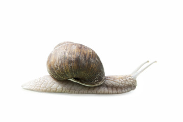 Burgundy snail (Helix, Roman snail, edible snail, escargot) isolated on white