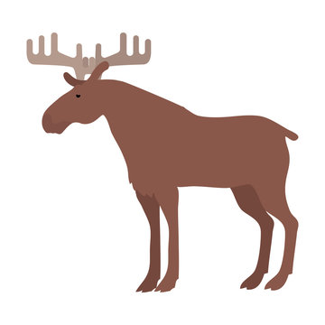 Moose Vector Illustration in Flat Design