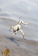 Fishing. Bait for cat-fish - frog on hook on the river