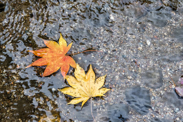 Autumn maple leaf on the water surface.