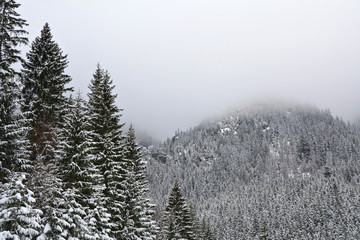 Misty forest in Tatra mountain