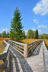 Peat bog landscape