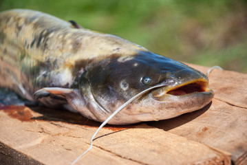 Catfish on Wood Pier