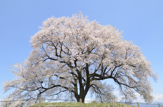 満開の鰐塚一本桜