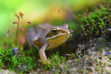 Wild frog hides in green moss in swamp