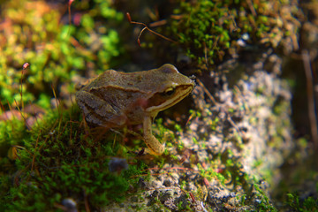 Wild frog hides in green moss in swamp