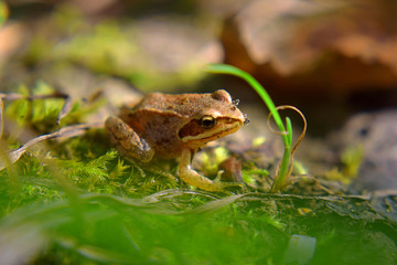 Wild frog hides in green moss in swamp