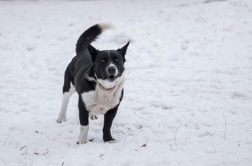 Black, stocky, mixed breed dog barking on a winter street ready to defend its territory