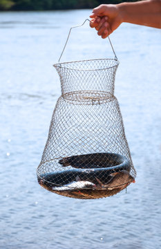 Catch fish in the corf on the river in summer