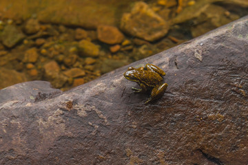 Small frog over a stone in Sao Francisco de Paula, Rio Grande do Sul, Brazil