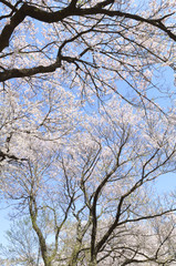 Fototapeta premium 満開の桜