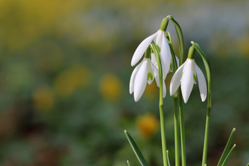 Snowdrop / White spring flowers on blur green background.