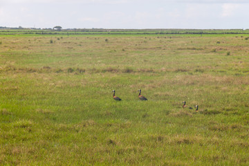 Fototapeta na wymiar Wild ducks in a rice farm at Lagoa do Peixe lake
