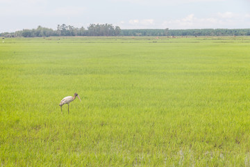 Obraz na płótnie Canvas Wood Stork in a rice farm at Lagoa do Peixe lake