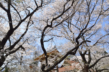 満開の山高神代桜
