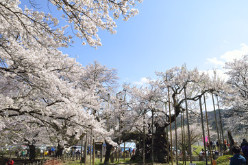 満開の山高神代桜