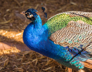 Naklejka premium Dalton-in Furness, Cumbria, UK. April 2015. Male peacock at South lakes safari park, Dalton-in-furness, Cumbria, UK