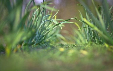 Spring green grass, spice plantation. Garlic is grown in the garden. Blur bokeh background