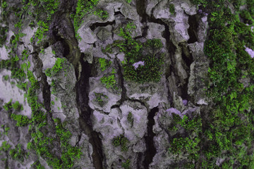 Bark of pine with lichen and moss background texture