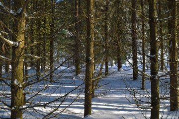 Cedar (pine) in winter siberian forest