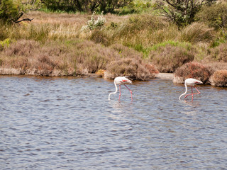 Naklejka premium Bouches-du-Rhone; France, Europe. June 13th 2013. Pink flamingo in natural lake at Bouches-du-Rhone; France, Europe