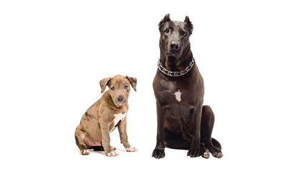 Adult dog and puppy pitbulls, sitting together, isolated on white background