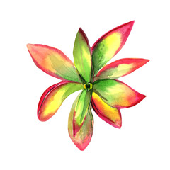 Wildflower succulentus flower in a watercolor style isolated.