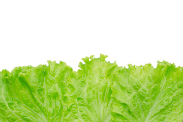 Salad leaf. Lettuce isolated on white background.