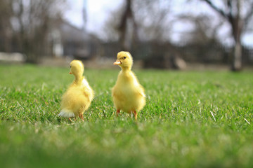 Seed small ducks and geese on the green grass. Farm in the village area. Background
