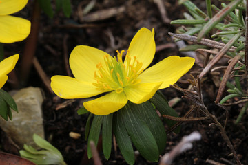 Winter aconite / Eranthis hyemalis grows in Southern Europe, the picture is taken in Germany.