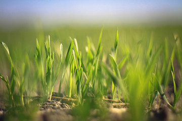 Bright green grass on a clear spring day. Cultivating crops in the field. blurred background