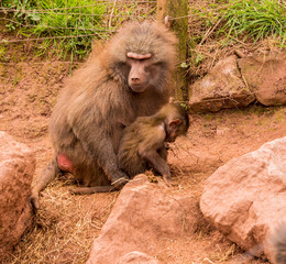 Dalton-in Furness, Cumbria, UK. April 2015.  Hamadryas Baboon (Papio Hamadryas) at South lakes safari park, Dalton-in-furness, Cumbria, UK