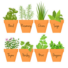 Set of vector culinary herbs in terracotta pots with labels
