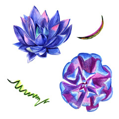 Wildflower succulentus flower in a watercolor style isolated.