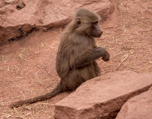 Dalton-in Furness, Cumbria, UK. April 2015.  Hamadryas Baboon (Papio Hamadryas) at South lakes safari park, Dalton-in-furness, Cumbria, UK