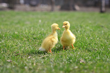 Seed small ducks and geese on the green grass. Farm in the village area. Background