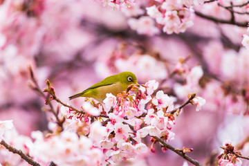The Japanese White eye.The background is winter cherry blossoms. Located in Tokyo Prefecture Japan.