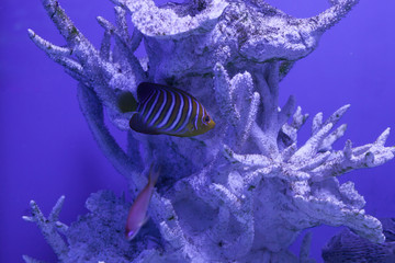 Royal angelfish close up